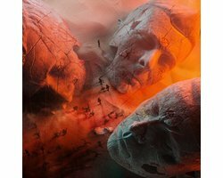 Will Of The People (LP)